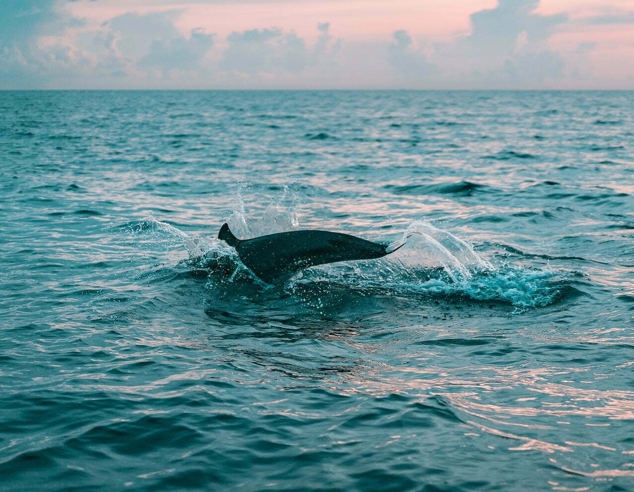 Wilde dolfijnen spotten boottocht tour Algarve. Albufeira, Portimão, Lagos, Sagres. 