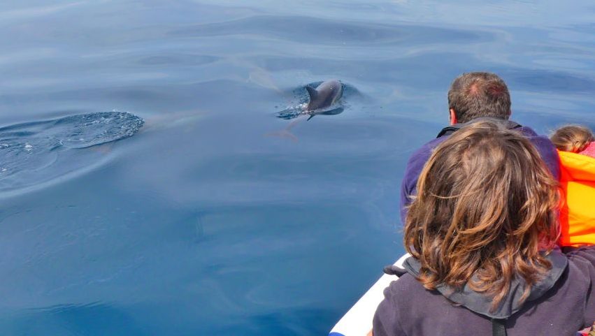 dolfijnen spotten boottocht Faro Algarve