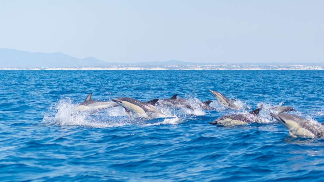 Boottochten Portimão Algarve - Benagil Grot, dolfijnen, ponta da Piedade.