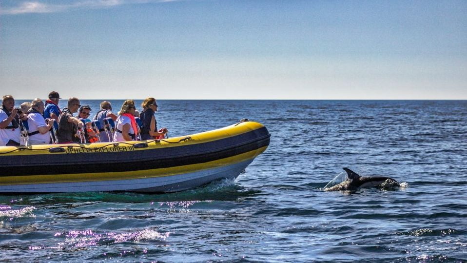 dolfijnen spotten boottocht Portimão Algarve