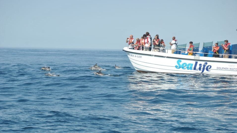 dolfijnen spotten boottocht Lagos Algarve