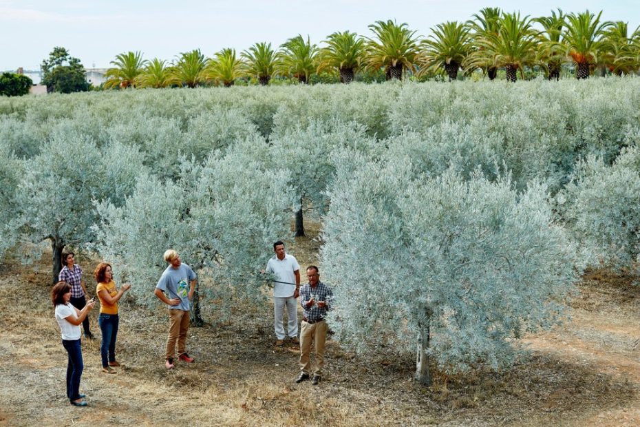olijfgaard bezoeken Algarve