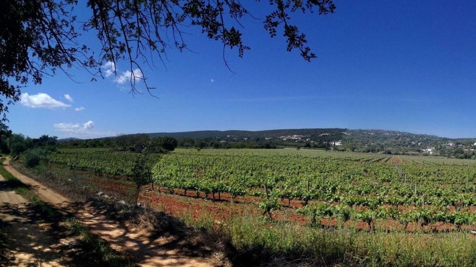 Loulé Algarve activiteiten tips. . Loulé wijngaard bezoeken