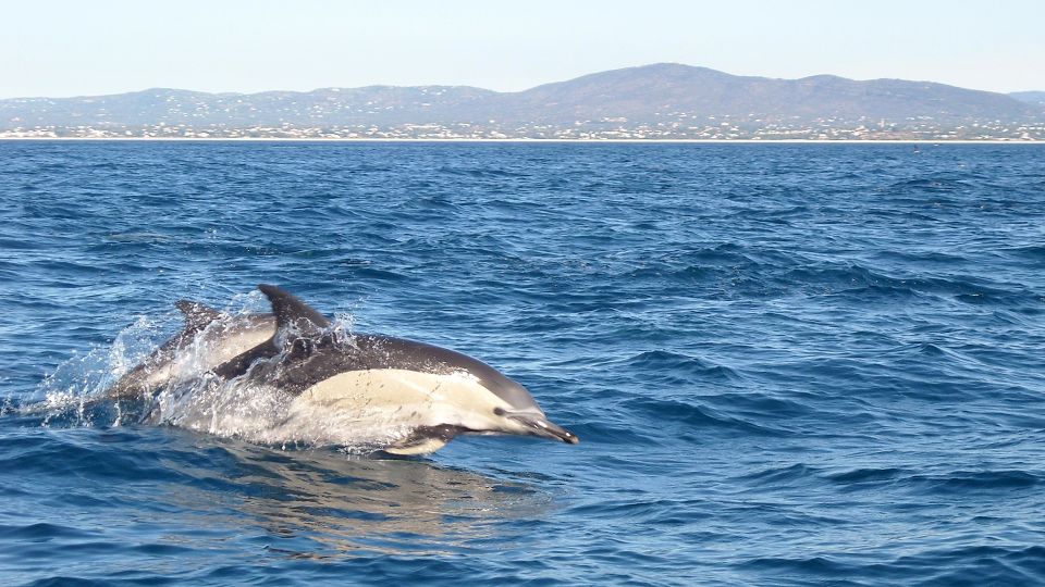 dolfijnen spotten Tavira Algarve