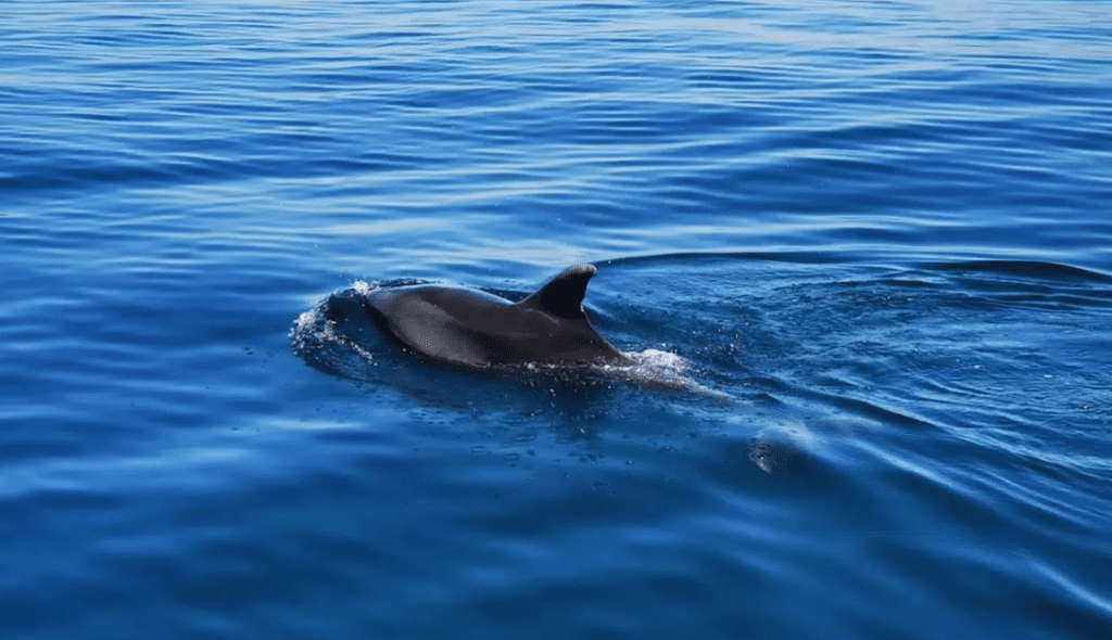 Dolfijnen spotten vanuit Ferragudo