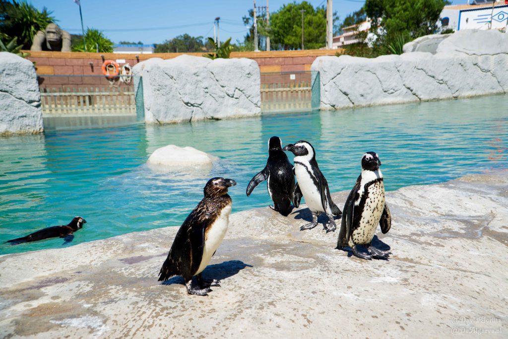 Zoo de Lagos - dierentuin in de Algarve