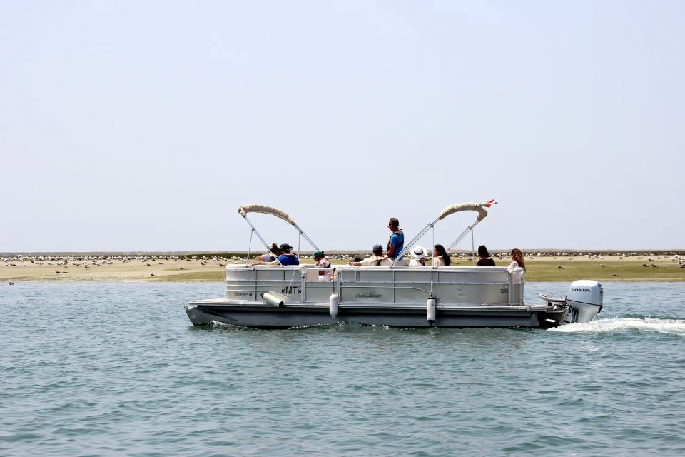 Vogels spotten Faro Algarve Ria Formosa natuurpark