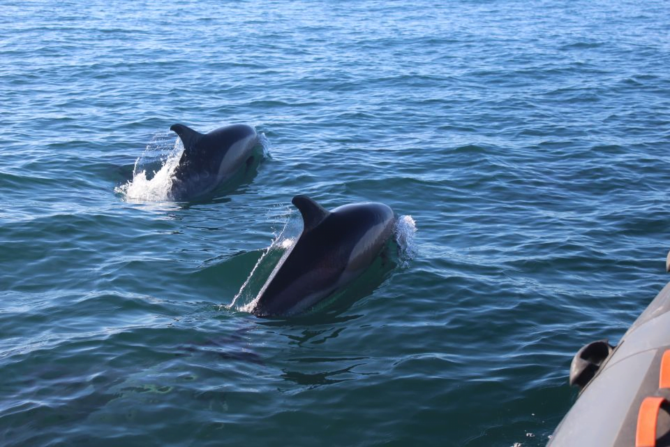 Dolfijnen Algarve - Faro