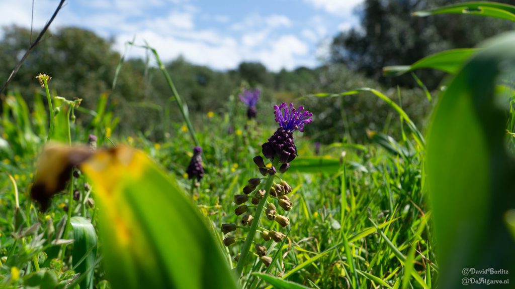 Meivakantie Algarve tips