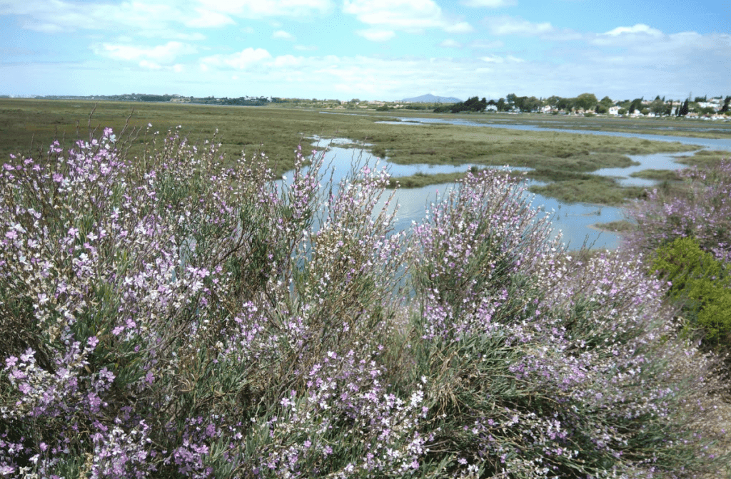 Ria Formosa natuurreservaat Faro bezienswaardigheden portugal algarve
