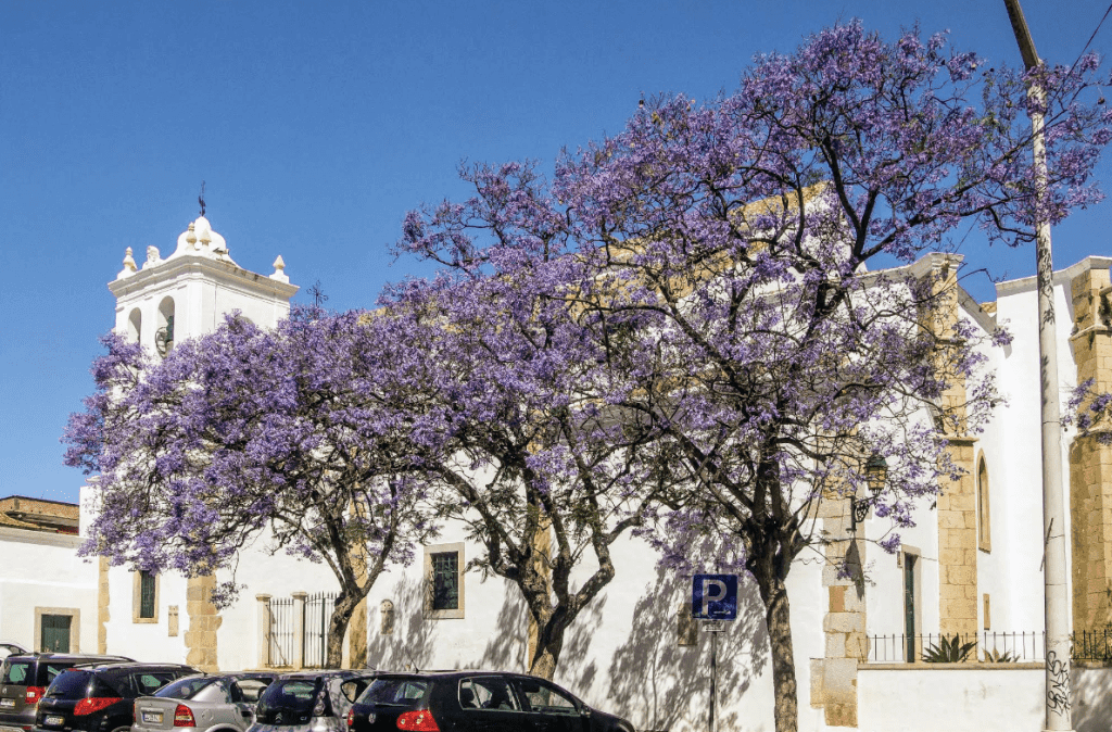  Igreja Matriz de São Pedro Faro 
