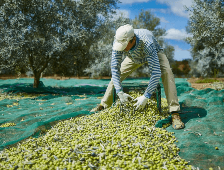 Monterosa Olijfboomgaard: Bezoek aan de molen & olijfolieproeverij