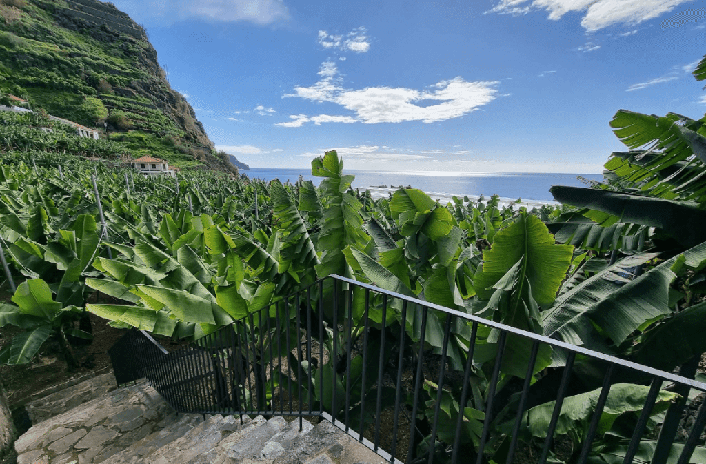 Banana Museum of Madeira (BAM)