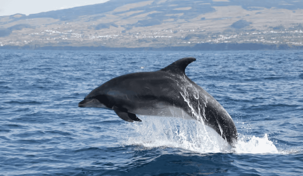 Terceira: dolfijn- en walvisspottocht van een halve dag