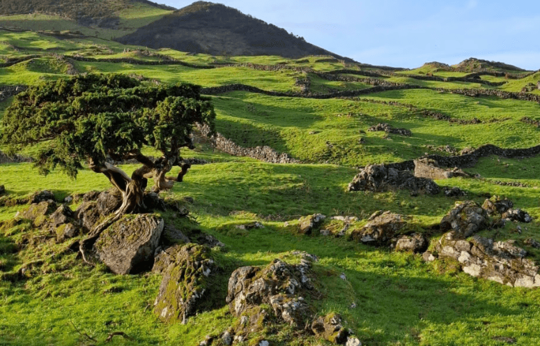 Pico-eiland: privétour langs de hoogtepunten