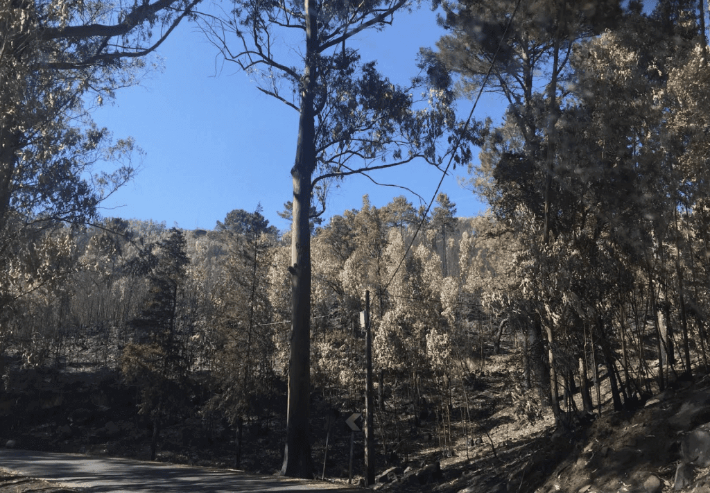 Serra de Monchique
